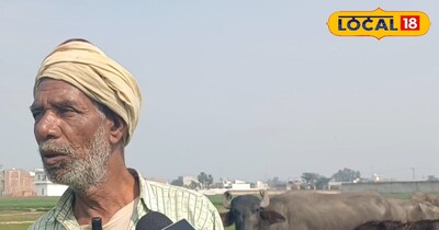 भैंसों से रोज 40 लीटर दूध, हर हफ्ते 8000 रुपये मुनाफा, पशुपालन ने बदल दी किसान क