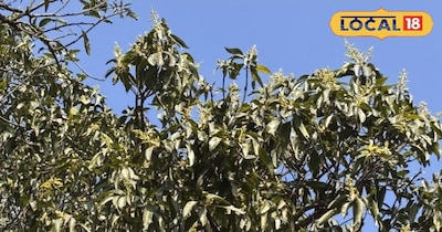 आम के मंजर की देखभाल टिप्स 