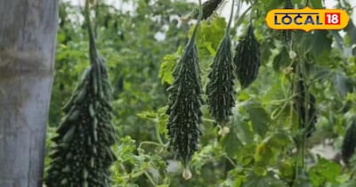 फरवरी में करेले की खेती की जा सकती है.