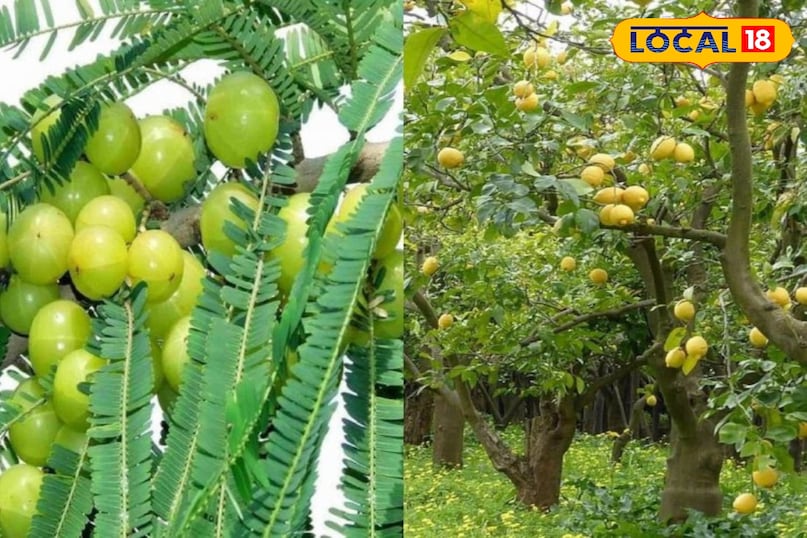 লেবু ও আমলা 