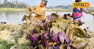 मखाना रोपाई करते समय रखे ध्यान जाने तरीका 