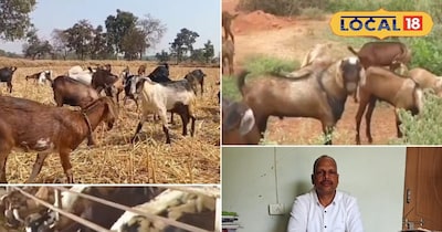 राज्य बकरी उद्यमिता विकास योजना: 15 पशुओं पर डेढ़ लाख तक की सहायता