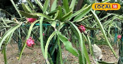 ड्रैगन फ्रूट