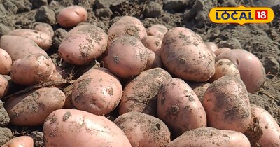 आलू की फसल की देखभाल के उपाय 