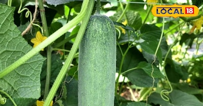 खीरे का हलवा