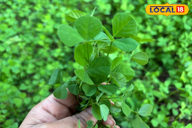 ওজন কমাতে সহায়ক 