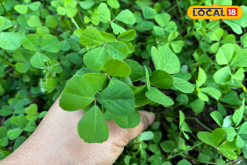 হাড় শক্তিশালী করা 