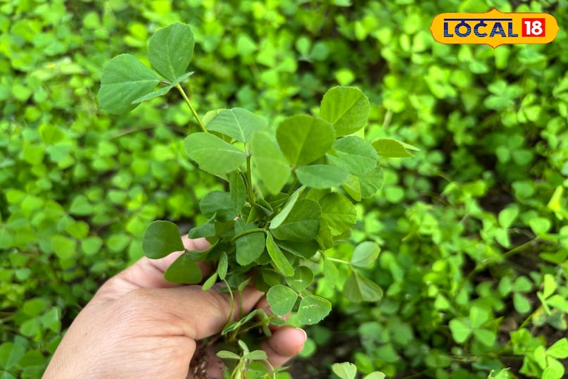 পরিপাকতন্ত্রকে শক্তিশালী করে