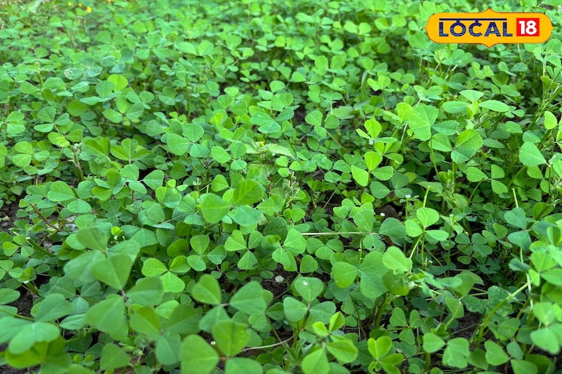 আপনার হৃদয় সুস্থ রাখুন 