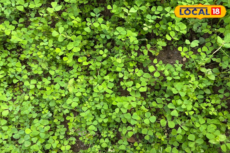 রোগ প্রতিরোধ ক্ষমতা বাড়ায় 