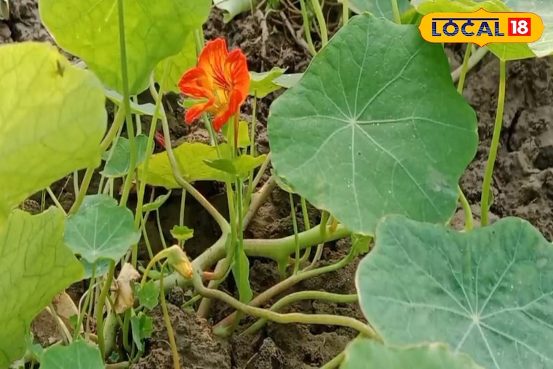 সর্দি কাশি 