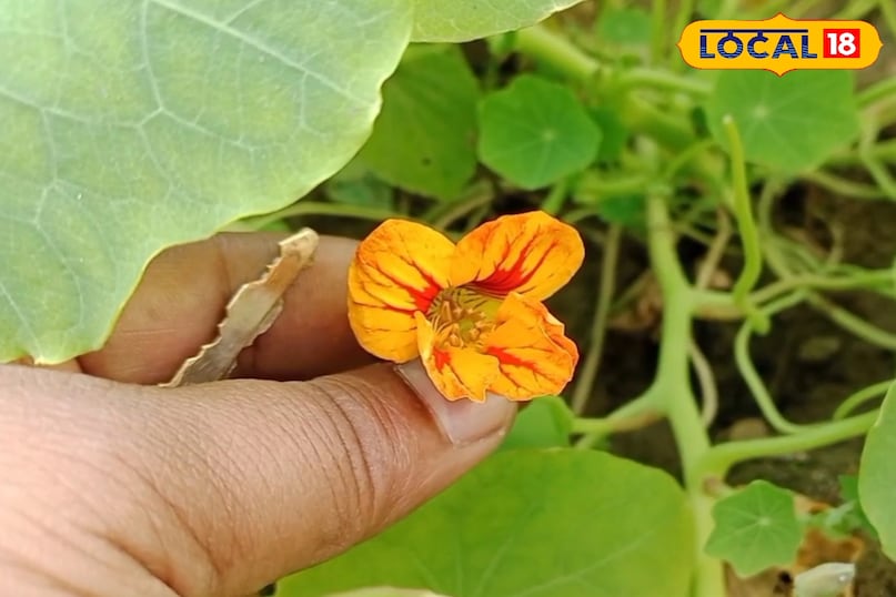 প্রস্রাবের ব্যাধি 