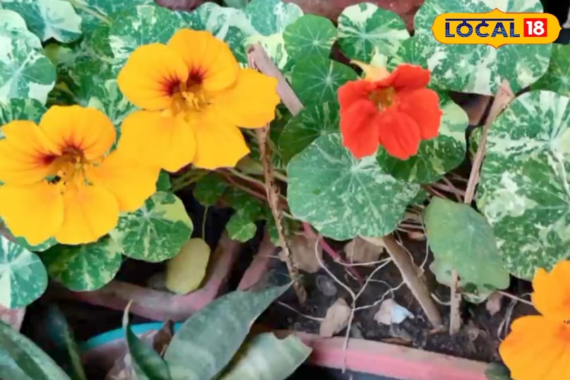 চুল ও চর্মরোগে উপকারী 