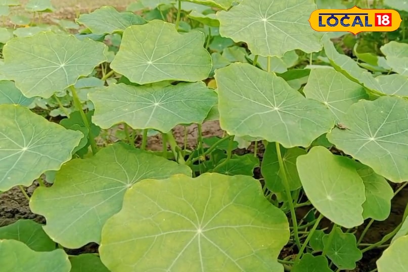 ভিটামিন সি 