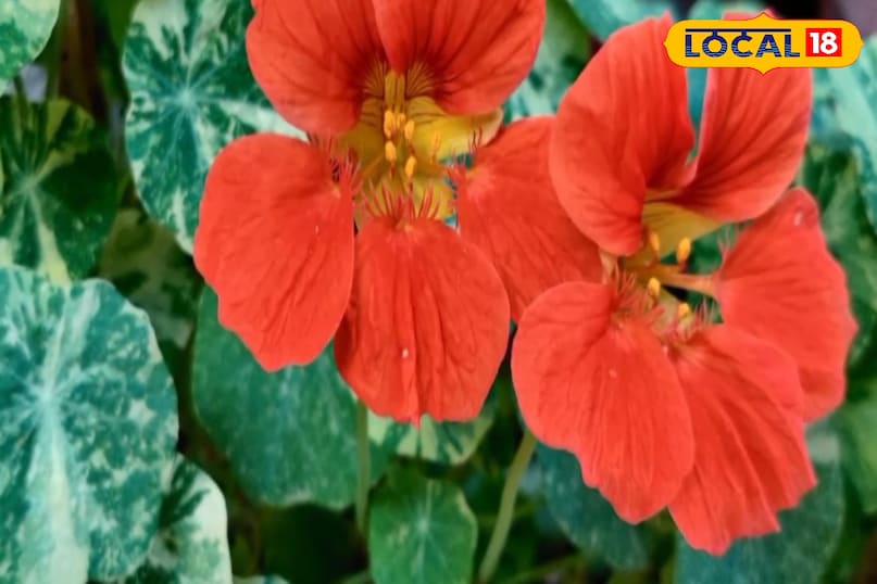 শোভাময় উদ্ভিদ 