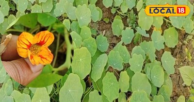 ट्रोपाइओलम माजुस पौधें की खासियत...