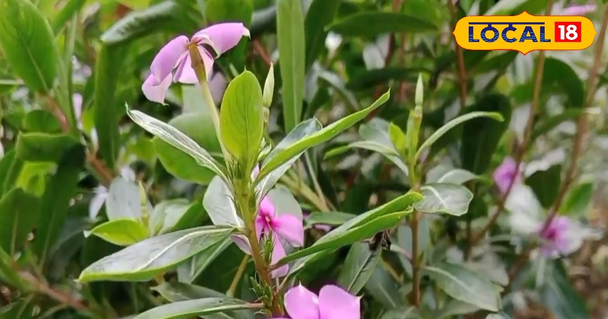 Sadabahar Benefits : फोड़े-फुंसी में रामबाण, कैंसर के लिए काल, ये हर घर में मिलने वाली बूटी, जानें उपयोग