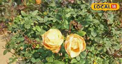  फूलों की ग्रोथ।