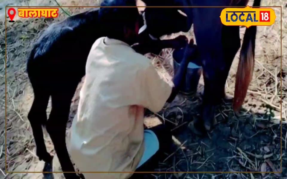 अब हर गांव बनेगा ‘दूध वाला’! सांची समिति खोलते ही बदलेगी किस्मत, पूरी प्रक्रिया जानकर पाएं तगड़ा मुनाफा