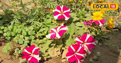 <b>₹40 का पेटुनिया मार्च तक रहेगा खिला माली  से जानें गार्डनिंग के खास टि</b>