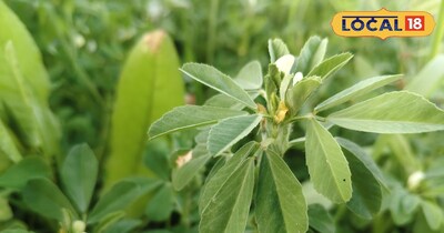 हरी मेथी 