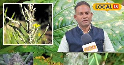 उपचार नहीं करने पर उत्पादन में भारी गिरावट आ सकती है.