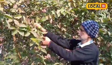 अमरूद की बागनी दिखाता किसान। 