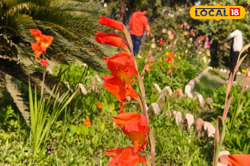 रोपण का दमदार तरीका