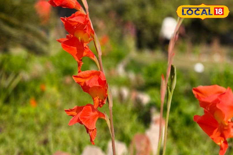 तलवार नाम