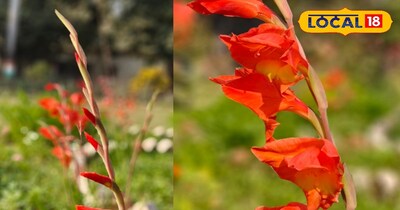 तलवार पौधा, अद्भुत फूल 