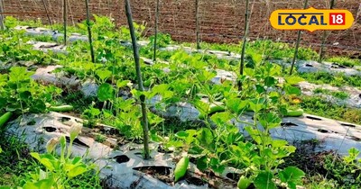 गर्मी में कद्दूवर्गीय सब्जियों की खेती मुनाफे का सौदा है.