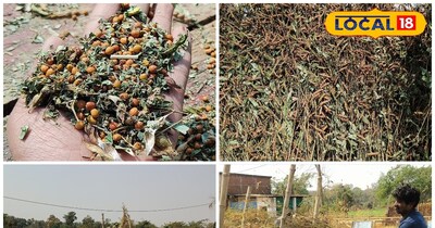 अरहर की खेती