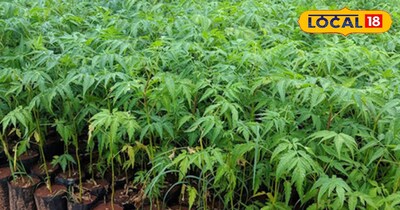 प्रतीकात्मक तस्वीर 