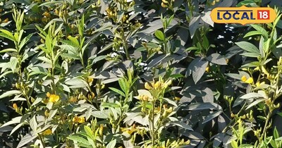 अरहर की फसल 