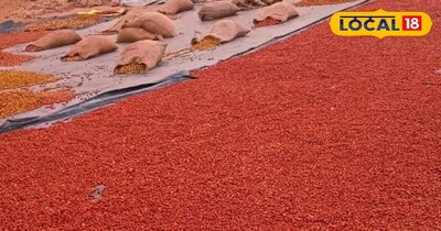 मारवाड़ के देशी बेर की देशभर में धूम