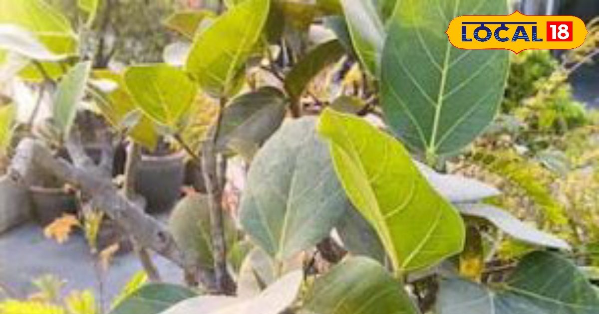 आपके घर की प्राकृतिक दवा वट वृक्ष के कोमल पत्ते, जो दर्द, सूजन, डायबिटीज और त्वचा रोगों में देते हैं राहत!