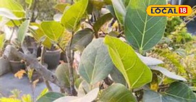 वट का पेड़ सेहत के लिए होता है फायदेमंद ।