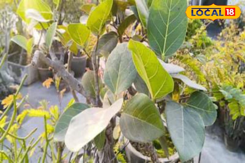 মোরাদাবাদ খবর, হিন্দি খবর, আপ খবর, স্থানীয় খবর, মোরাদাবাদ খবর, হিন্দি খবর, স্থানীয় খবর, ইউপি খবর। মোরাদাবাদ খবর, হিন্দি খবর, আপ খবর, স্থানীয় খবর, মোরাদাবাদ খবর, হিন্দি খবর, স্থানীয় খবর, ইউপি খবর।