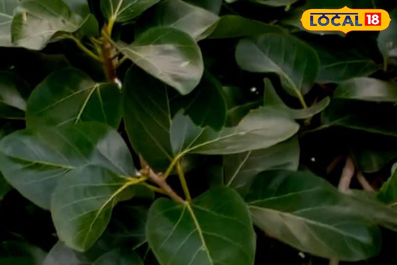 মোরাদাবাদ খবর, হিন্দি খবর, আপ খবর, স্থানীয় খবর, মোরাদাবাদ খবর, হিন্দি খবর, স্থানীয় খবর, ইউপি খবর। মোরাদাবাদ খবর, হিন্দি খবর, আপ খবর, স্থানীয় খবর, মোরাদাবাদ খবর, হিন্দি খবর, স্থানীয় খবর, ইউপি খবর।