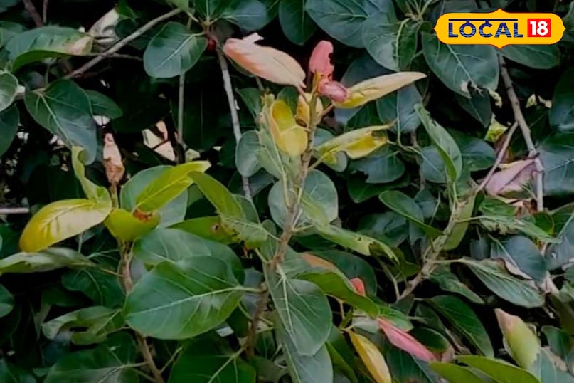 মোরাদাবাদ খবর, হিন্দি খবর, আপ খবর, স্থানীয় খবর, মোরাদাবাদ খবর, হিন্দি খবর, স্থানীয় খবর, ইউপি খবর। মোরাদাবাদ খবর, হিন্দি খবর, আপ খবর, স্থানীয় খবর, মোরাদাবাদ খবর, হিন্দি খবর, স্থানীয় খবর, ইউপি খবর।