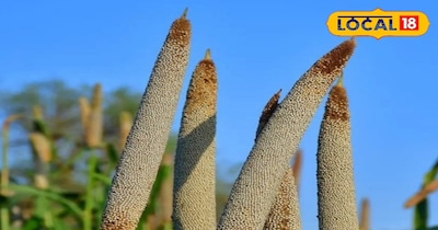 मिलेट्स की खेती कर कमाएं तगड़ा मुनाफा।