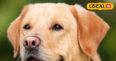 नैनीताल में पालतू कुत्ते का लाइसेंस बनाना अनिवार्य है