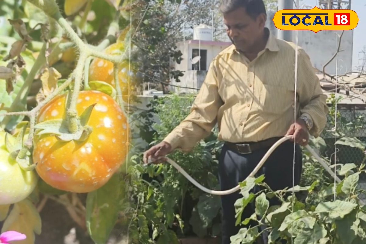 रिटायरमेंट के बाद छत बनी ‘मिनी फार्म’! कोरबा के मनहरण रोज उगा रहे 3 किलो ऑर्गेनिक सब्जियां