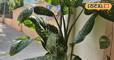 खूबसूरत लियोपर्ड लिली को सही देखभाल से बनाएं अपने बगीचे की शान