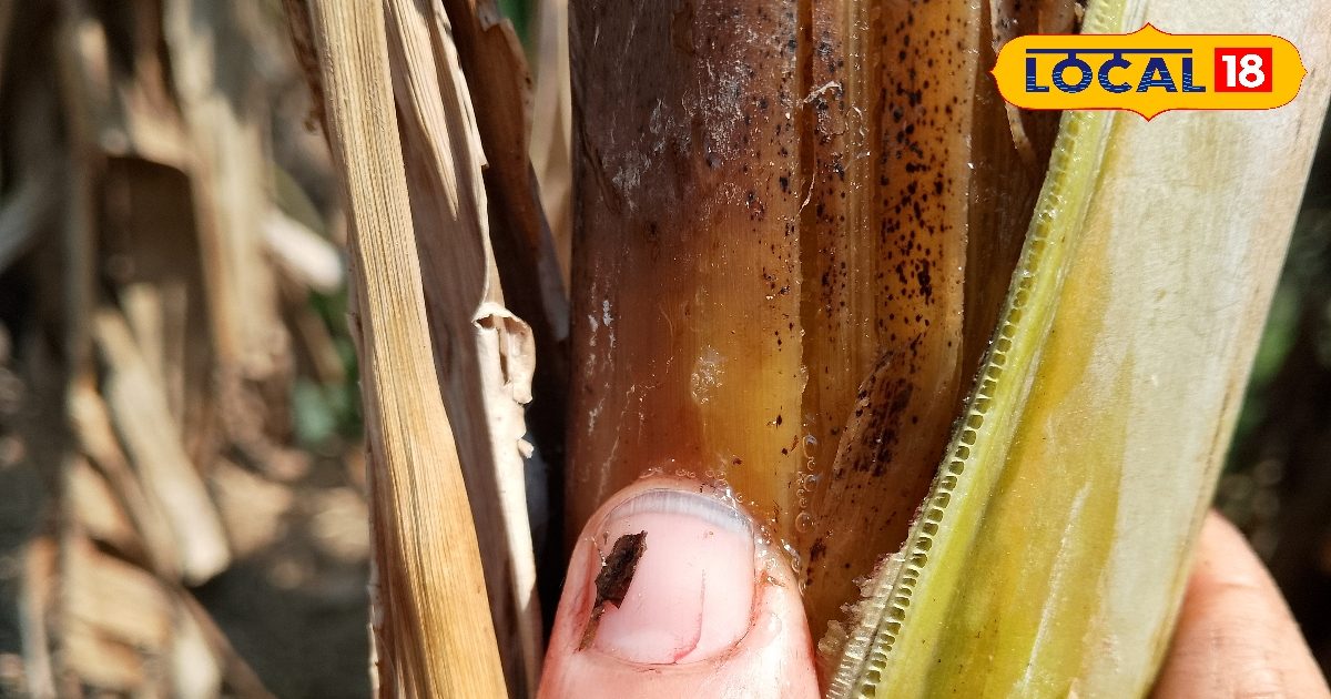 Health Tips : कटे केले के पेड़ से निकलता ये रस संजीवनी, टाइफाइड कर देता है छूमंतर, जानें तरीका