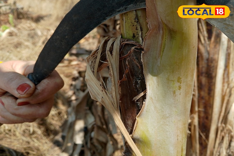 ঐতিহ্য এবং বিশ্বাস সম্পর্কিত এই প্রতিকার ঐতিহ্য এবং বিশ্বাস সম্পর্কিত এই প্রতিকার