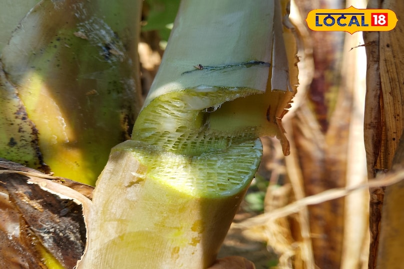 সতর্কতা সতর্কতা