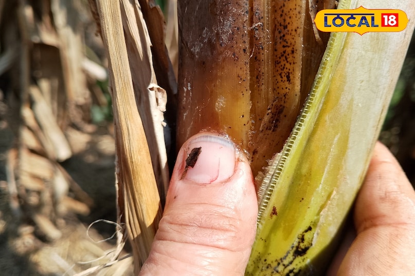 কিভাবে ব্যবহার করতে হয় কিভাবে ব্যবহার করতে হয়