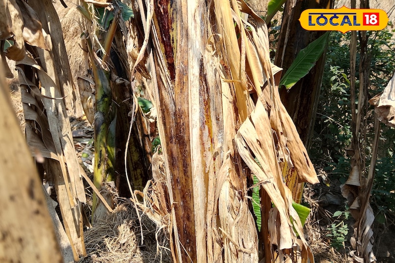 এটি পুরো শরীর পরিষ্কার করে এটি পুরো শরীর পরিষ্কার করে