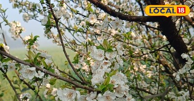 किचन गार्डन की देखभाल